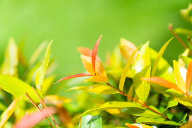 Colourful bush leaves on the green grass background