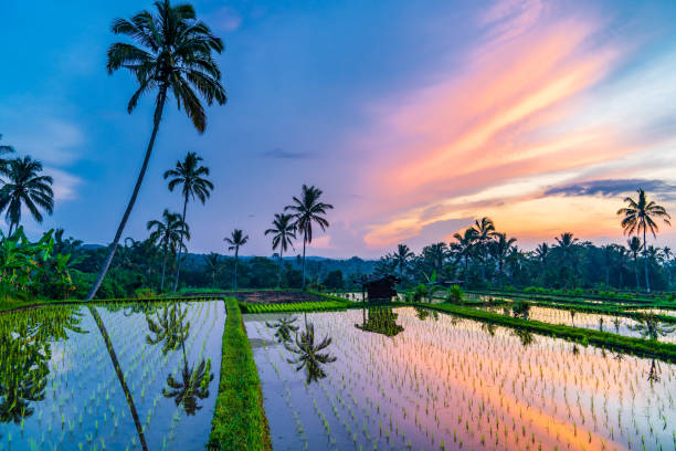 istock Sunrise over rice fields in Ubud, Bali 1211354282