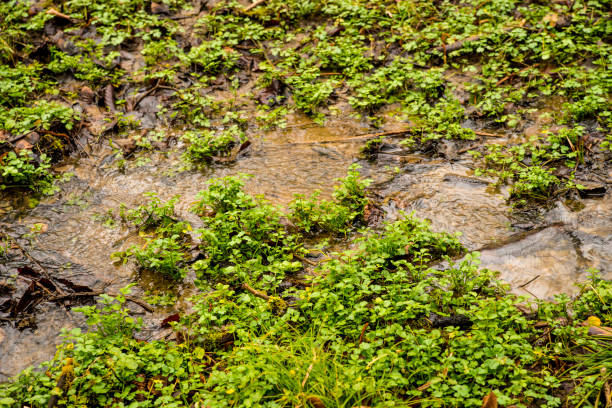 Watercress, fresh eatable herb and medicinal plant in spring in a German forest