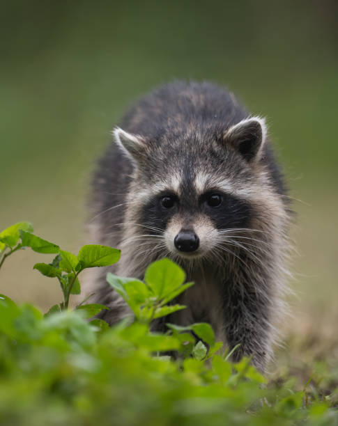 istock Raccoon in a Swamp 1211356130