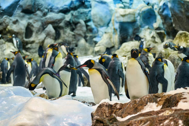 istock Big beautiful royal penguins in the aquarium 1211356237
