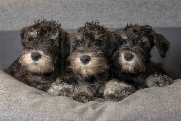 three miniature schnauzer puppies laying on the sofa. - pets curiosity cute three animals imagens e fotografias de stock