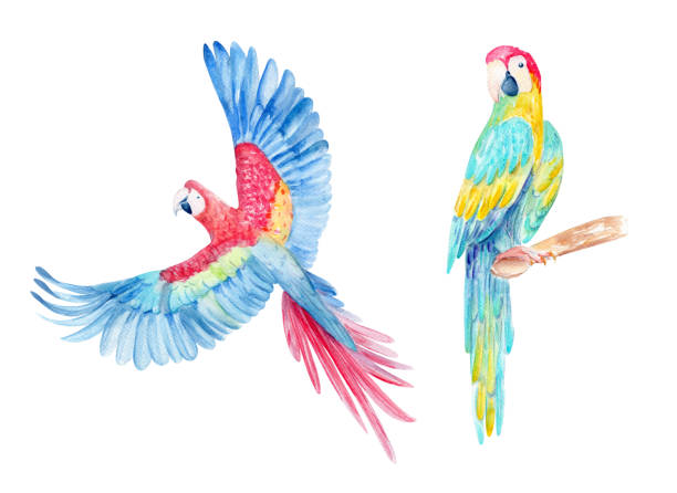 白で隔離された枝に2つの明るいカラフルなオウムのセットと水彩手描きのイラスト - branch bird flying pets点のイラスト素材／クリップアート素材／マンガ素材／アイコン素材