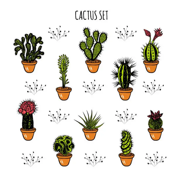 Vector illustration of Set of different color cactus isolated on white background with text.