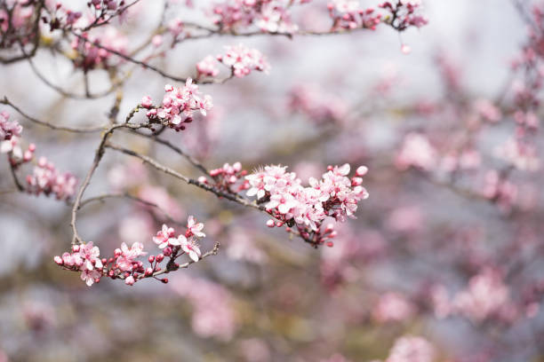 istock almonds tree  flowers on a twing bee blured background in spring season day 1211359818