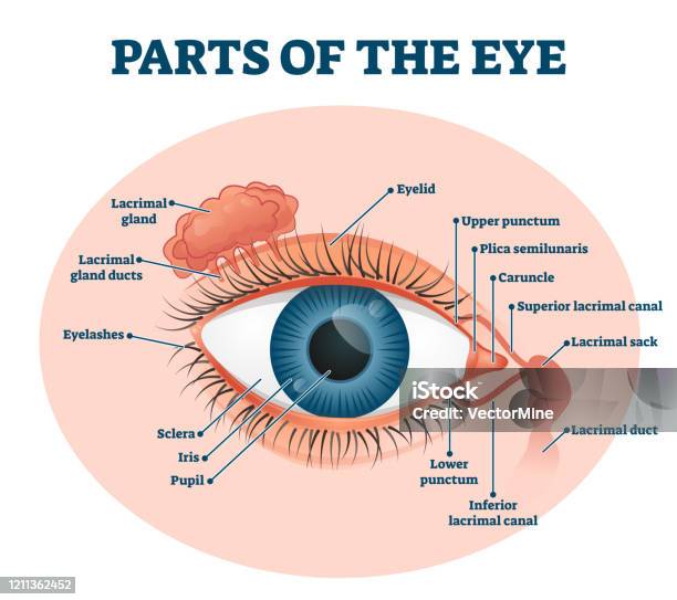 Parts Of The Eye Labeled Vector Illustration Diagram Stock Illustration - Download Image Now