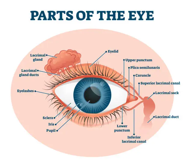 Vector illustration of Parts of the eye, labeled vector illustration diagram
