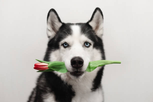 Dog with a tulip in mouth stock photo