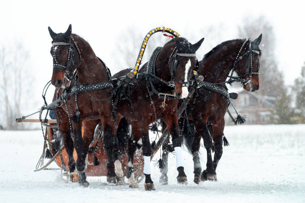 istock Russian troika of horses 1211363408