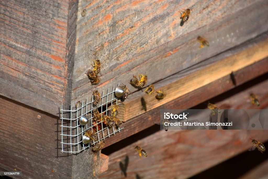 close up of flying bees near beehive with pollen on their legs macro of bees with yellow pollen sac Agriculture Stock Photo