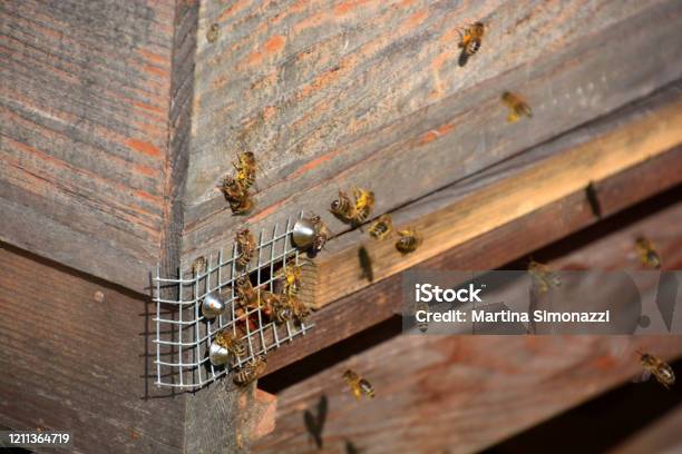Close Up Of Flying Bees Near Beehive With Pollen On Their Legs Stock Photo - Download Image Now