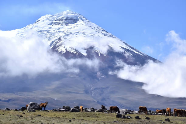 istock Wild horses and snowy volcano 1211368224