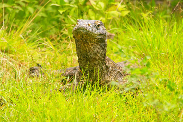 Portrait of Komodo dragon lying in grass on Rinca Island in Komodo National Park, Nusa Tenggara, Indonesia Portrait of Komodo dragon lying in grass on Rinca Island in Komodo National Park, Nusa Tenggara, Indonesia. It is the largest living species of lizard pulau komodo stock pictures, royalty-free photos & images