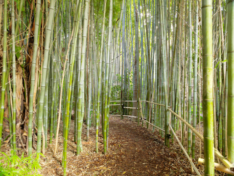 Close up of bamboo leaves in bamboo forest