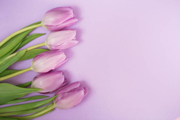 istock Purple tulips on the purple background 1211371165