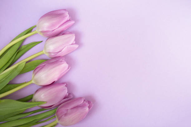 istock Purple tulips on the purple background 1211371194