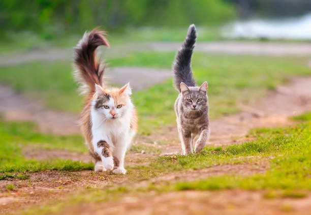 istock two cats run across a green meadow in may Sunny warm day 1211371419