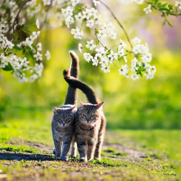 Photo of two cats in love they walk side by side in the may Sunny garden surrounded by branches of cherry blossoms