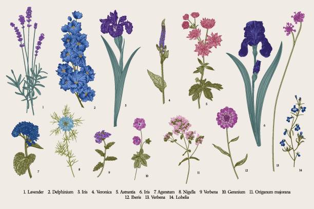 Iris Flor Vectores Libres de Derechos - iStock Iris Flor Vectores Libres de Derechos - iStock