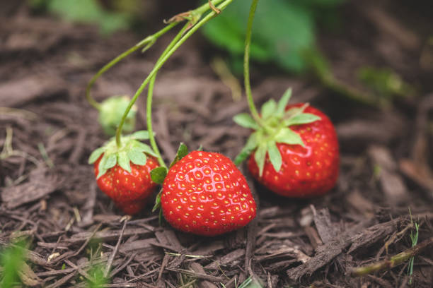 fresas cultivadas orgánicamente en la vid - strawberry vine fotografías e imágenes de stock