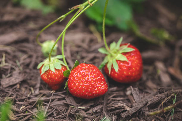 istock Organically Grown Strawberries on the Vine 1211372753