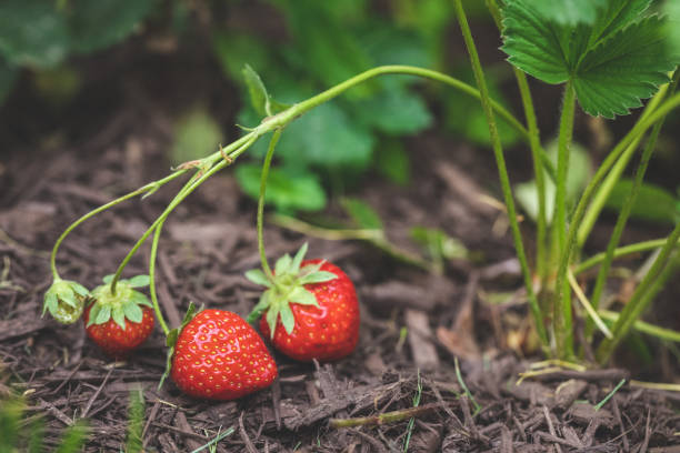 istock Organically Grown Strawberries on the Vine 1211372769