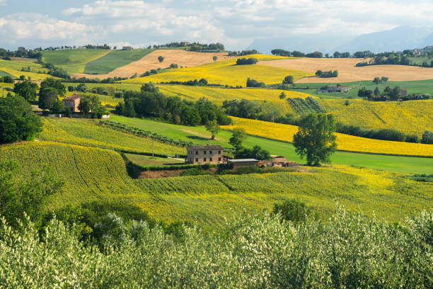 Rural landscape near Mogliano, Marches, Italy Rural landscape at summer near Mogliano, Macerata, Marches, Italy macerata italy stock pictures, royalty-free photos & images