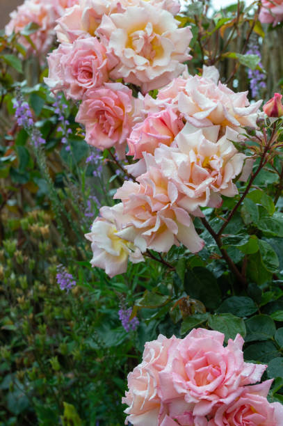 istock Pink rose Compassion flowers in a summer garden. Vertical. 1211374106