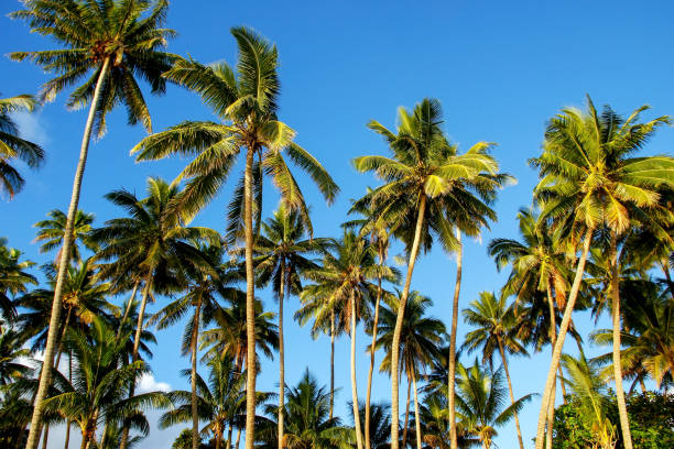 Palm trees agains blue sky in Lavena on Taveuni Island, Fiji Palm trees agains blue sky in Lavena on Taveuni Island, Fiji. Taveuni is the third largest island in Fiji. taveuni stock pictures, royalty-free photos & images