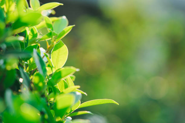 istock Closeup nature view of green leaf 1211374576