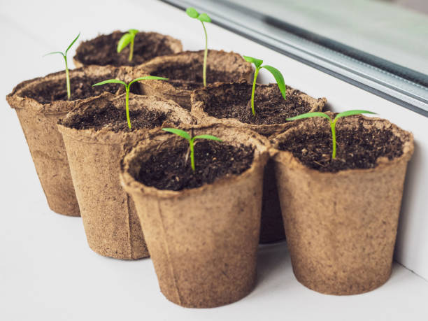 istock Seedlings in eco-friendly biodegradable peat pots. Many young sprouts sprang up in the spring at home. Young seedlings stand in a row on the windowsill and bask in the sun 1211375976