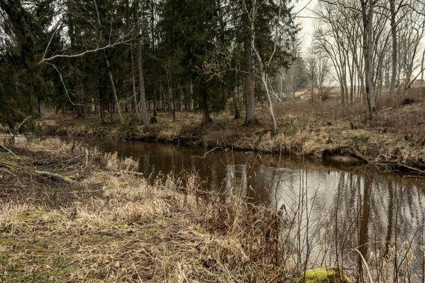 istock picturesque river in forest in autumn 1211377047