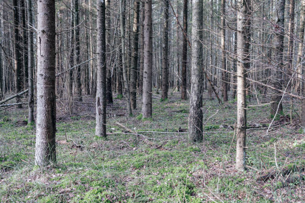 istock beautiful clean spruce tree evergreen forest park 1211377080