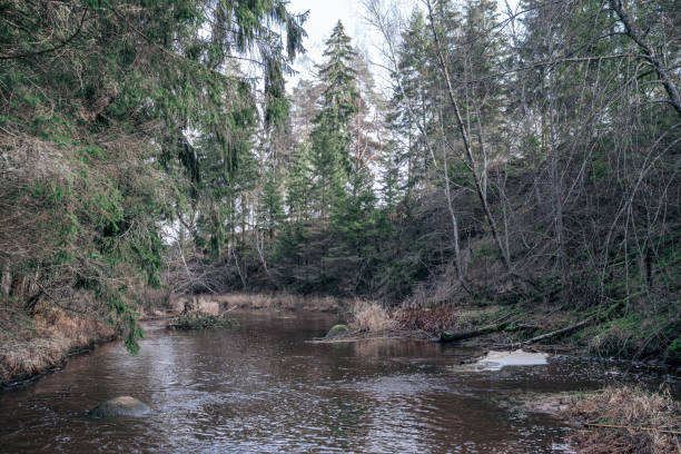 istock picturesque river in forest in autumn 1211377089