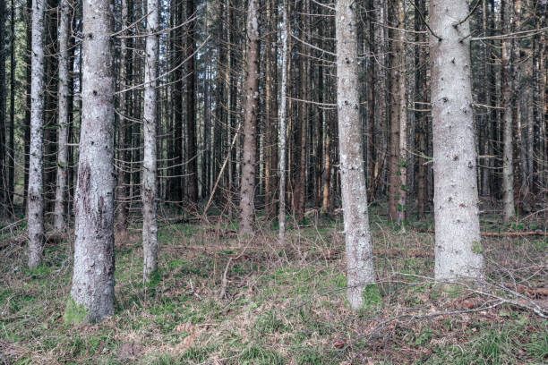 istock beautiful clean spruce tree evergreen forest park 1211377093