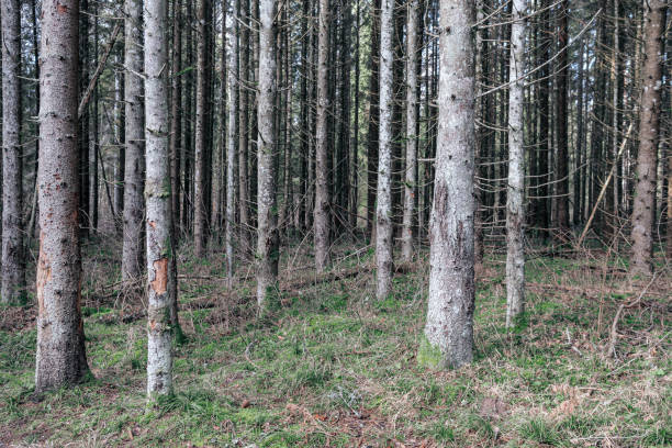 istock beautiful clean spruce tree evergreen forest park 1211377098