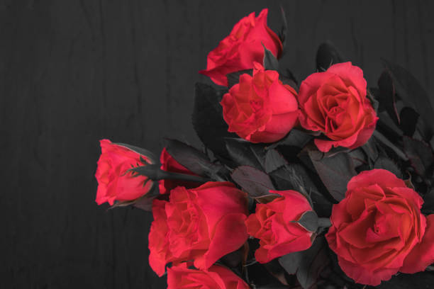 istock lush and beautiful red roses very close 1211377240