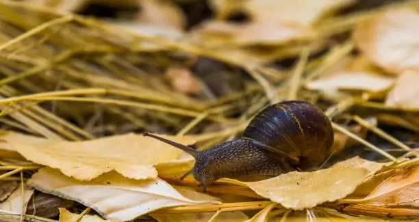 Photo of closeup portrait of a roman snail, common and popular slug specie from Europe