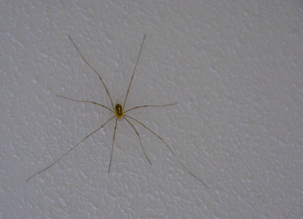 daddy longlegs spider also called harvestmen, common arachnid specie from Europe that is often found in houses