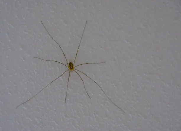 Photo of daddy longlegs spider also called harvestmen, common arachnid specie from Europe that is often found in houses
