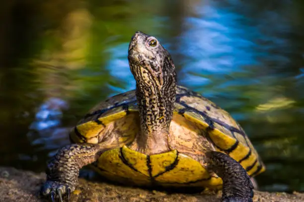 Photo of beautiful closeup of a yellow bellied cumberland slider turtle, tropical reptile specie from America