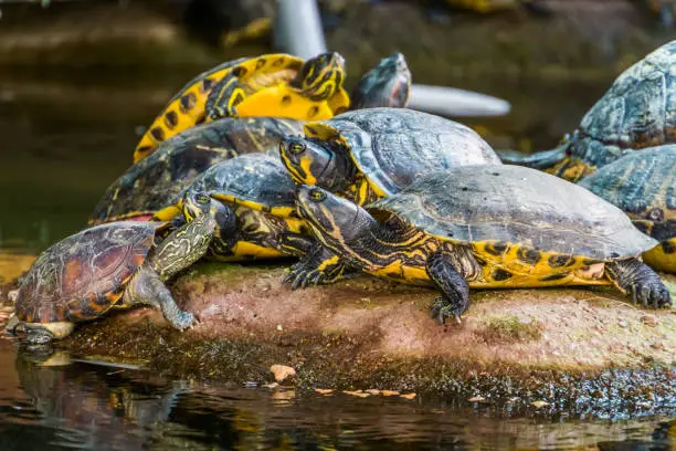 Photo of group of swamp turtles basking, typical animal behavior, tropical reptile specie from America
