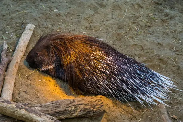 Photo of closeup of a indian crested porcupine, popular tropical animal specie from Asia