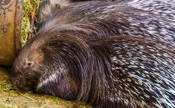 Photo of the face of a indian crested porcupine in closeup, popular tropical animal specie from Asia