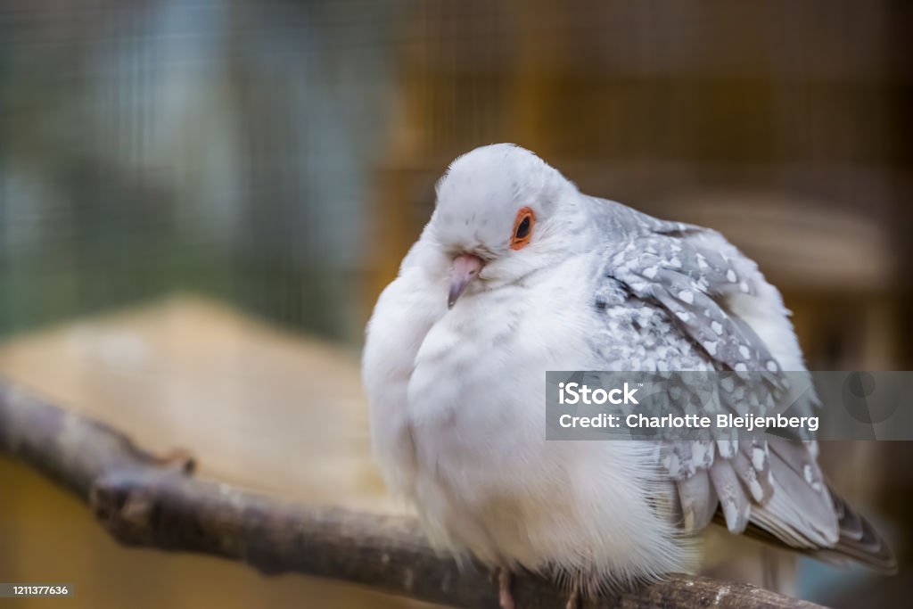 Chim hoàng khuyên đột biến gen: Tỷ phú Singapore mua không nổi
