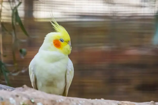Photo of closeup of a lutino cockatiel, popular color mutation in aviculture, tropical bird specie from Australia
