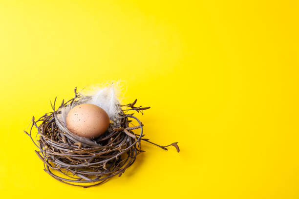 istock Easter egg in nest on yellow background 1211380860