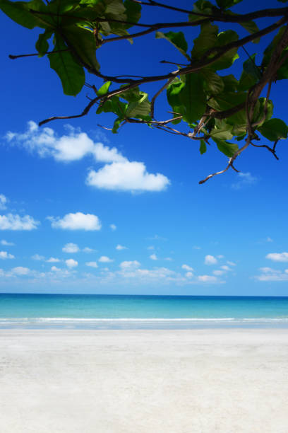 istock Tree branch and summer tropical beach background nature landscape. 1211381237