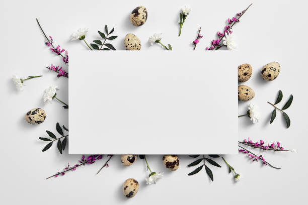 Creative easter flat lay with white paper blank Spring minimal concept. Creative easter flat lay with white paper blank. Quail eggs with flower top view. White background. egg food photos stock pictures, royalty-free photos & images