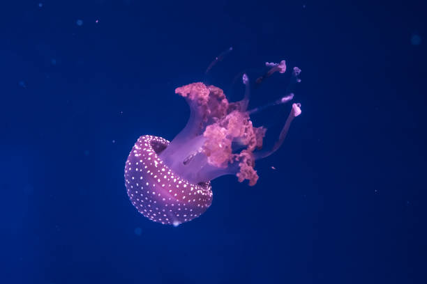 オーストラリア人は水中でクラゲを見つけた。 - jellyfish underwater sea life ストックフォトと画像